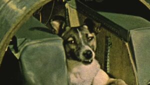 Miniatura: O psie co latał Sputnikiem. Smutna...