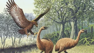 Miniatura: Zagadka ostatniego Moa