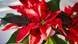 Miniatura: Z imperium Azteków do wszystkich domów...