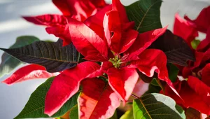 Miniatura: Z imperium Azteków do wszystkich domów...