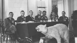 Miniatura: Biała niedźwiedzica i czerwoni