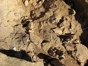 Miniatura: Praktyki "religijne" neandertalczyków? To...