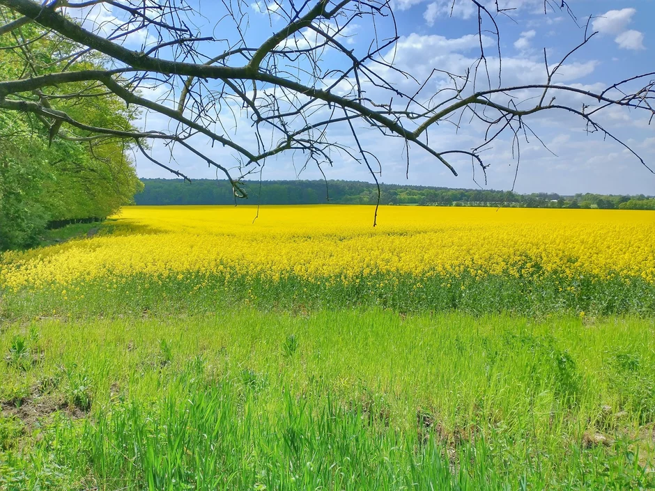 Miniatura: Mało znany, choć jeden z najstarszych...