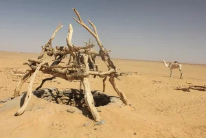 Miniatura: Sudan: Fascynujące odkrycia polskich...