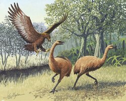 Miniatura: Zagadka ostatniego Moa