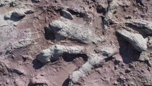 Miniatura: Dinozaury na Mazowszu. Unikatowe w skali...
