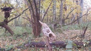 Miniatura: Sensacja pod Włodawą. Nieznane nikomu...