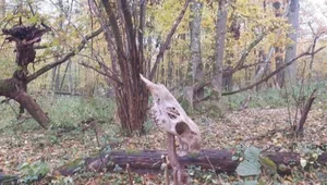 Miniatura: Sensacja pod Włodawą. Nieznane nikomu...