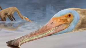 Miniatura: Nowy gatunek pterozaura znaleziony. Jego...