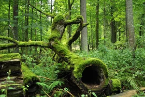 Miniatura: Drugi najstarszy polski park narodowy. Ma...