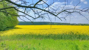Miniatura: Mało znany, choć jeden z najstarszych...