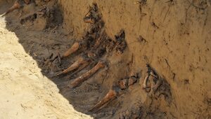 Miniatura: Ślady grobów znalezione przy budowie drogi...