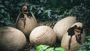 Miniatura: Jaja dinozaurów w Portugalii. W niektórych...