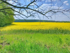 Miniatura: Mało znany, choć jeden z najstarszych...
